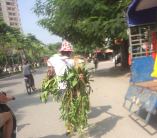 lan rừng xuống phố h&agrave; nội