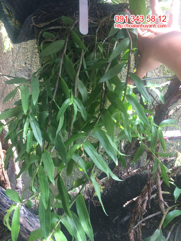 giò lan pháp và hoa hồng đỏ giò lan pháp và hoa hồng đỏ