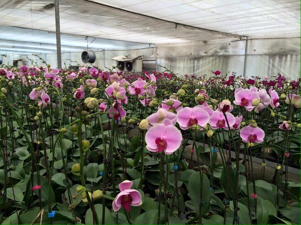 Hoa Lan Hồ Điệp, BÁN TẾT 2016