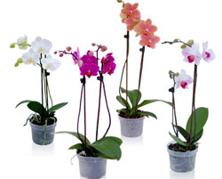 Hồ điệp đẹp, bán cây đang nụ