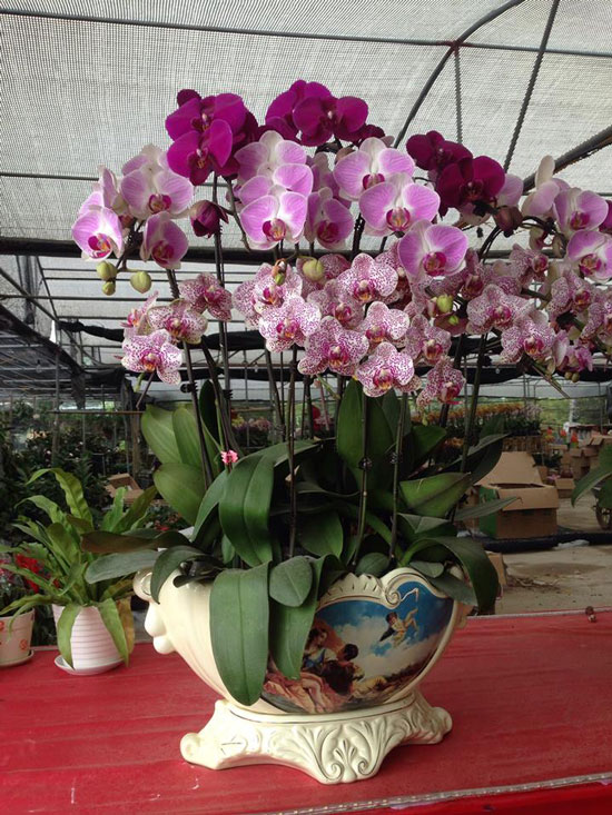 hồ điệp tết 2016