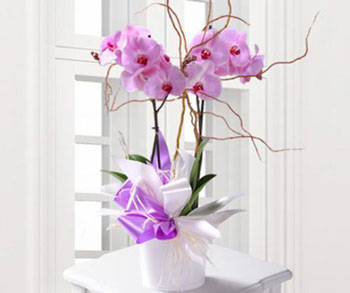 hoa lan hồ điệp noel 1