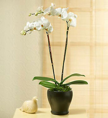hoa lan hồ điệp noel 2