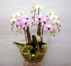 Hoa sinh nhật đẹp