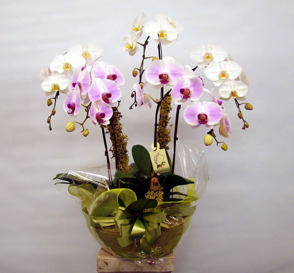 hoa sinh nhật đẹp 1