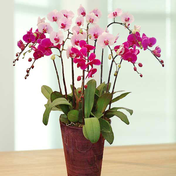hoa sinh nhật đẹp 10