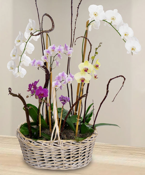 hoa sinh nhật đẹp 3