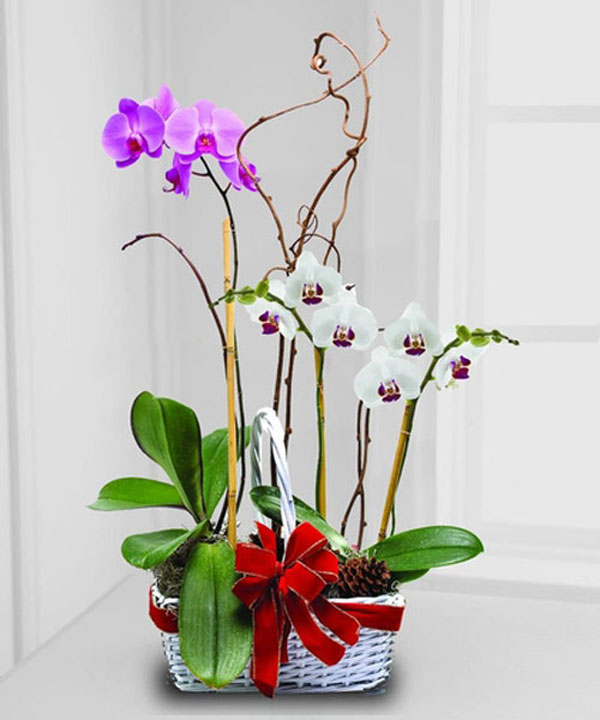 hoa sinh nhật đẹp 5