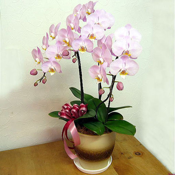 hoa sinh nhật đẹp 6