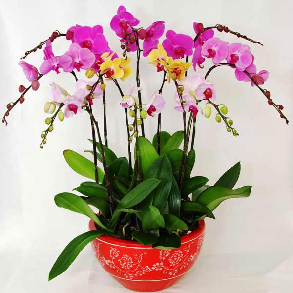 hoa sinh nhật đẹp 9