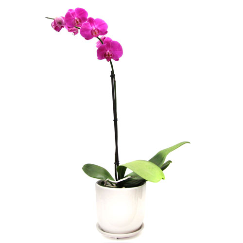hồ điệp văn ph&ograve;ng 1