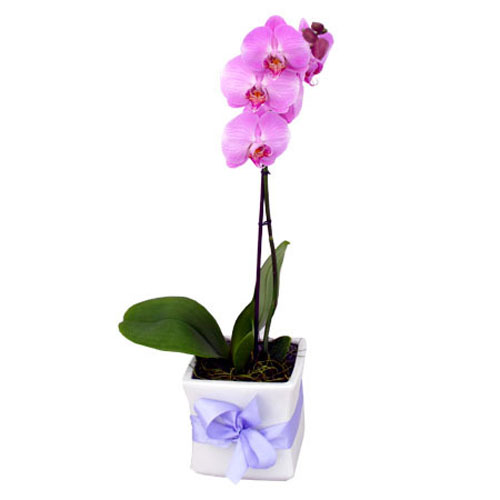 hồ điệp văn ph&ograve;ng 3