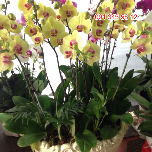 chậu hoa hồ điệp tết 15 chậu hoa hồ điệp tết 15