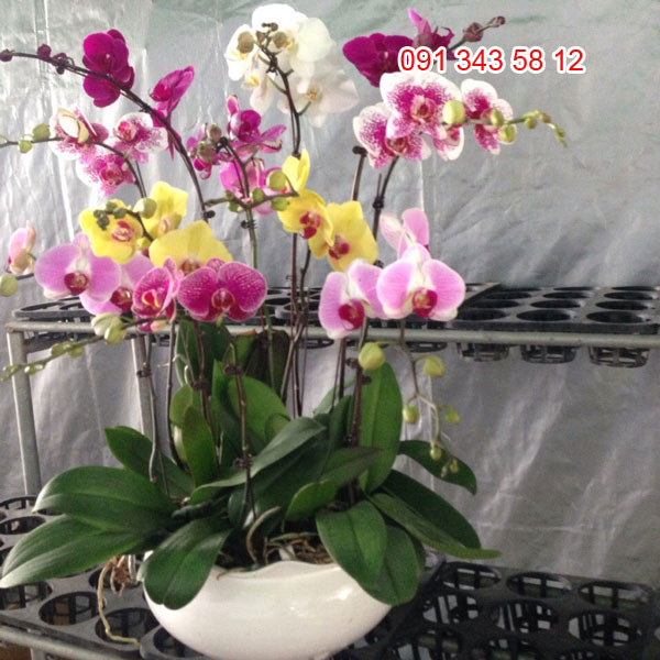 chậu hoa hồ điệp tết 16 chậu hoa hồ điệp tết 16