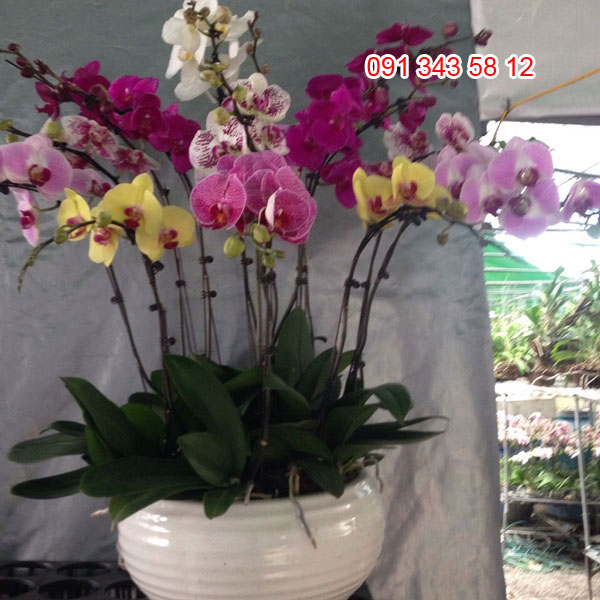 chậu hoa hồ điệp tết 17 chậu hoa hồ điệp tết 17