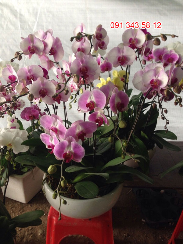 chậu hoa hồ điệp tết 9 chậu hoa hồ điệp tết 9