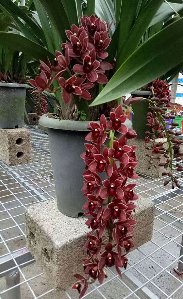 địa lan rut m&agrave;u b&oacute;c đ&ocirc; 1