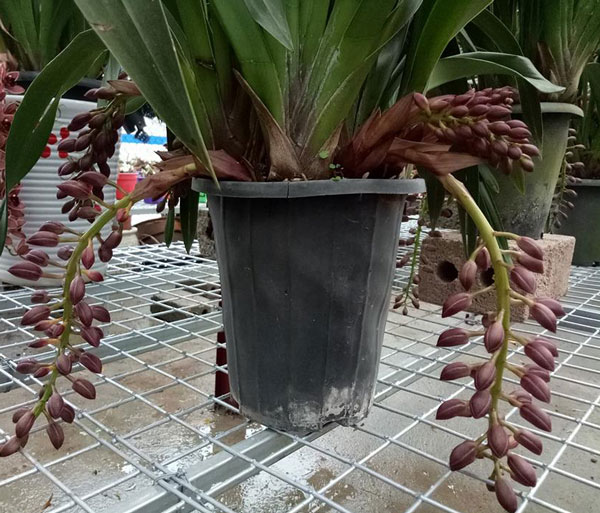 địa lan rut m&agrave;u b&oacute;c đ&ocirc; 2