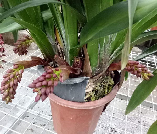 địa lan rut m&agrave;u b&oacute;c đ&ocirc; 3