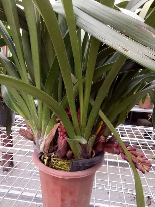 địa lan rut m&agrave;u b&oacute;c đ&ocirc; 4