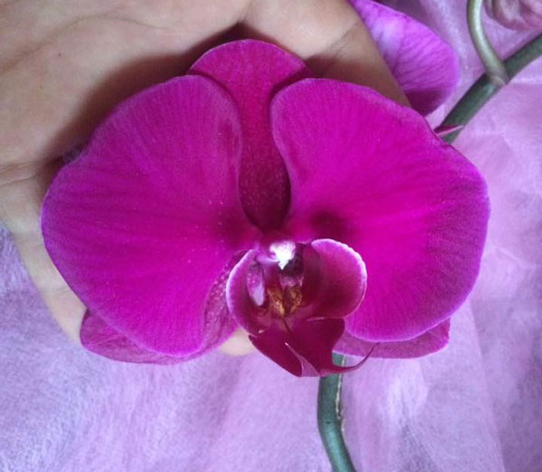 hoa hồ điệp tết 1