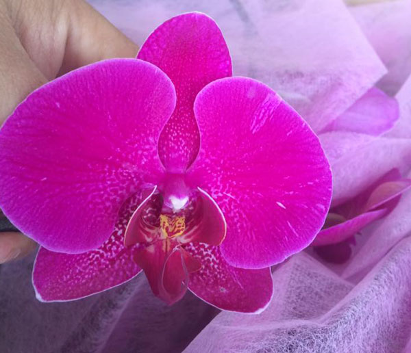 hoa hồ điệp tết 5