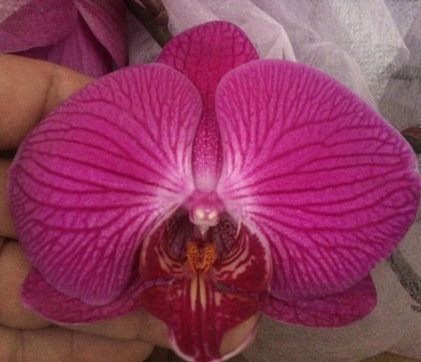 hoa hồ điệp tết 6