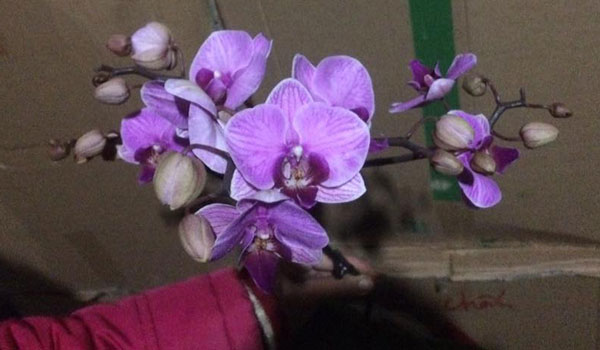 hoa hồ điệp tết loại b&ocirc;ng ch&ugrave;m 1