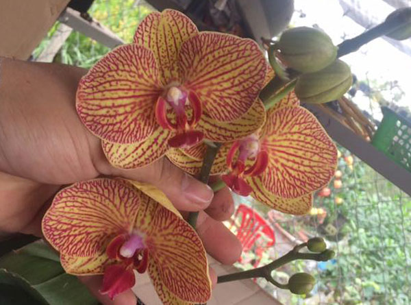 hoa hồ điệp tết loại b&ocirc;ng ch&ugrave;m 2