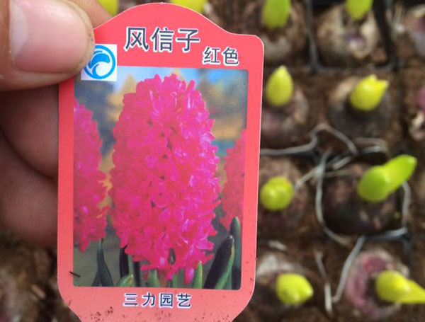 tiên ông tiên ông T-01