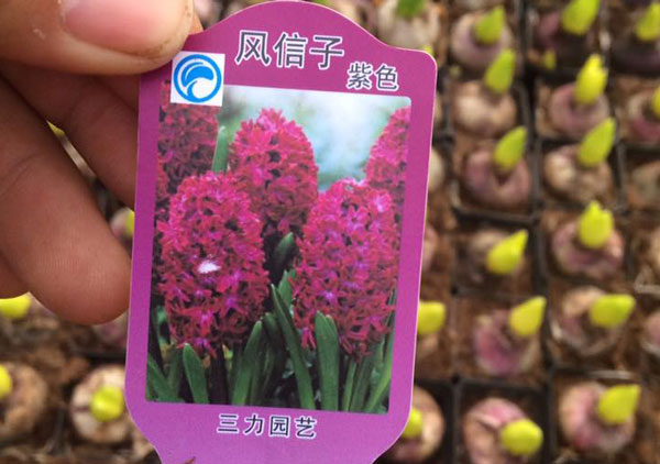 tiên ông tiên ông T-02