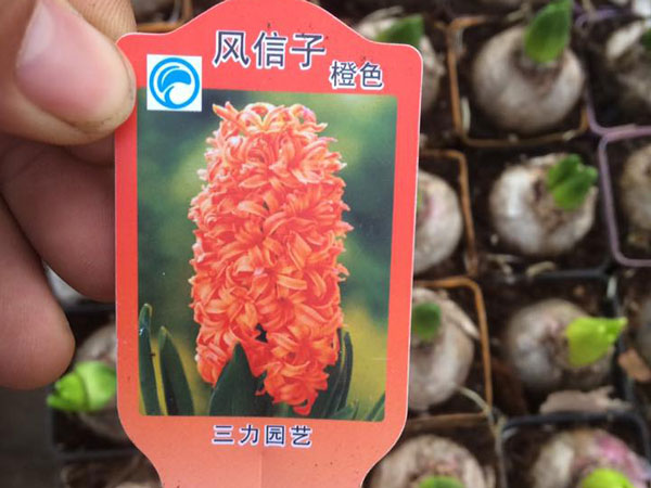 tiên ông tiên ông T-03