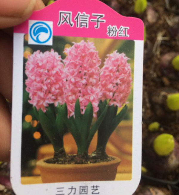 tiên ông tiên ông T-04