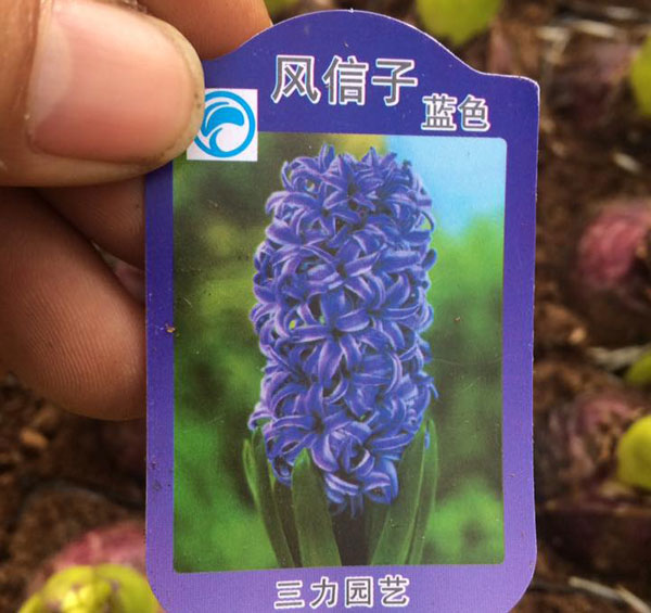 tiên ông tiên ông T-05