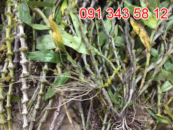 tr&uacute;c phật b&agrave; 1