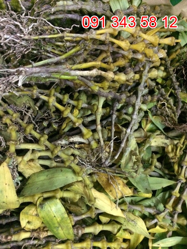tr&uacute;c phật b&agrave; 2