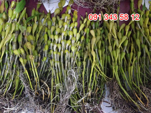 chuỗi ngọc 1