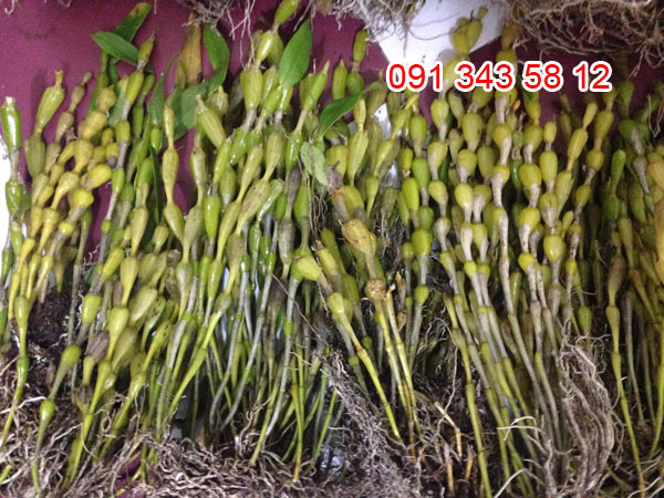 chuỗi ngọc 2 