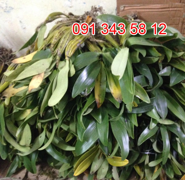 hoàng lạp lan rừng 1 hoàng lạp lan rừng 1