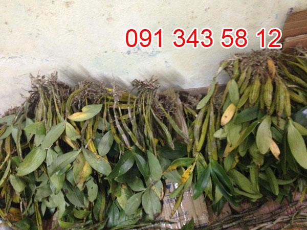 hoàng lạp và kiều vuông 1 hoàng lạp và kiều vuông 1
