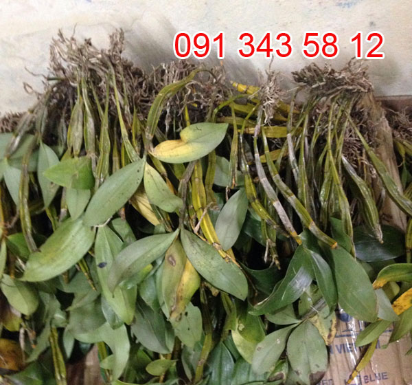 kiều vuông lan rừng 1 kiều vuông lan rừng 1