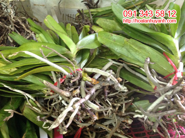 lan rừng bạch nhạn lan rừng bạch nhạn