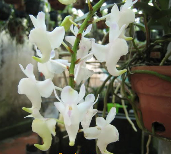 hoa lan rừng giáng hương bạch nhạn