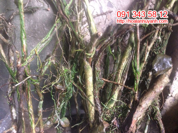 lan rừng căn diệp nguy&ecirc;n bản 