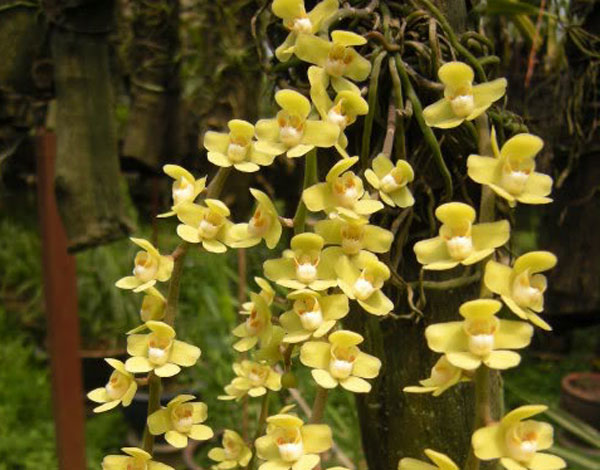 h&igrave;nh hoa lan căn diệp rừng