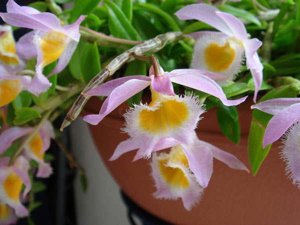 h&igrave;nh hoa lan rừng nghệ t&acirc;m