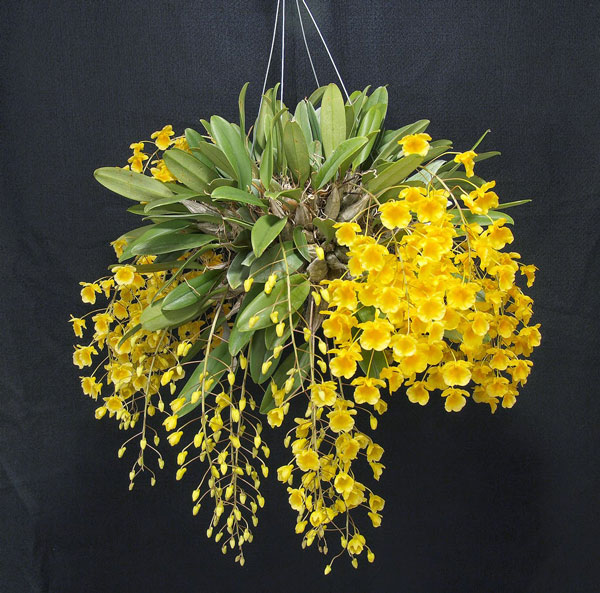 h&igrave;nh hoa vẩy rồng