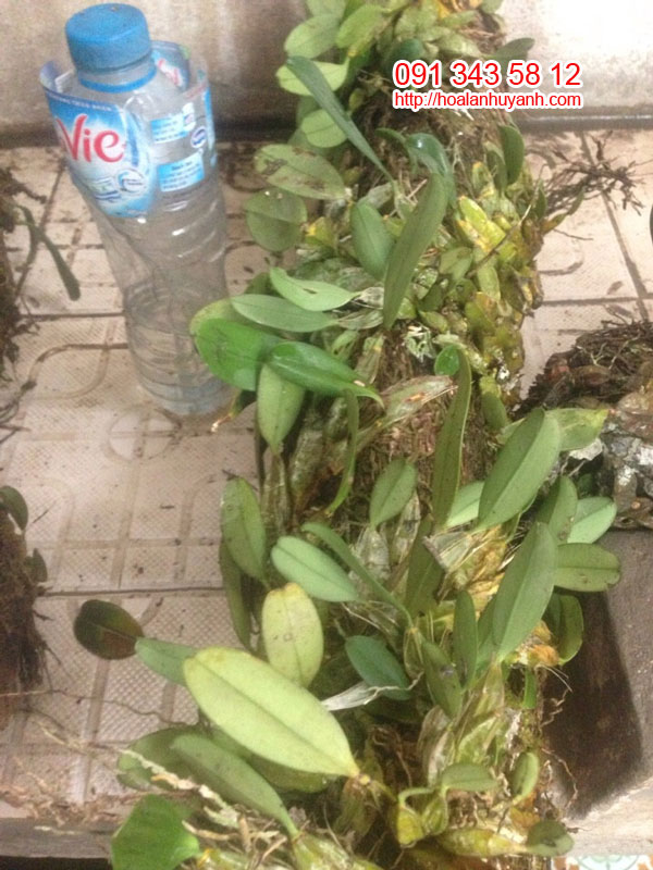vẩy rồng nguy&ecirc;n bản 1