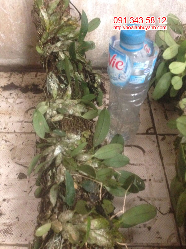 lan rừng vẩy rồng nguy&ecirc;n bản 5