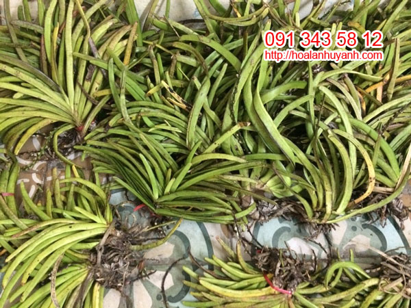 sóc lào hàng rừng 1 sóc lào hàng rừng 1